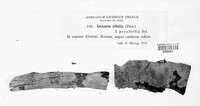 Lecanora albella image